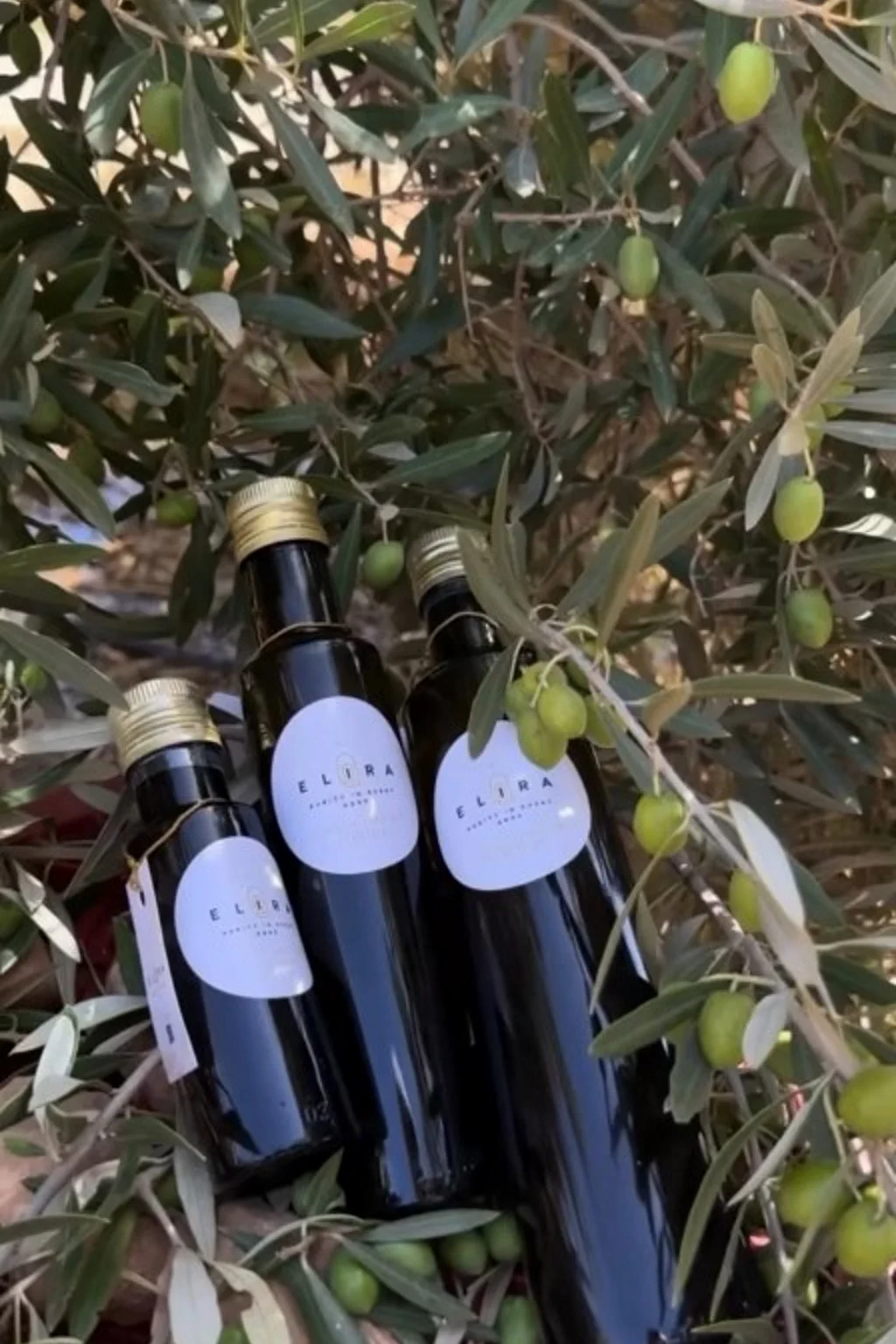 Extra natives Olivenöl kaufen – traditionelle Steinpressung in Marokko, kaltgepresst und naturbelassen